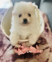 Princess, a female Pomeranian for sale in Palm Beach Gardens, FL – 2 of 10