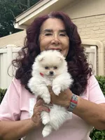 Princess, a female Pomeranian for sale in Palm Beach Gardens, FL – 3 of 10