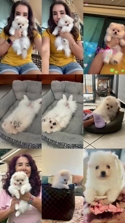 Princess, a female Pomeranian for sale in Palm Beach Gardens, FL – 9 of 10