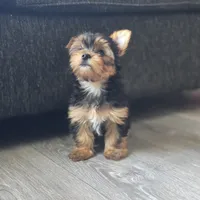 Leo, a male Yorkshire Terrier for sale in Modesto, CA – 6 of 9