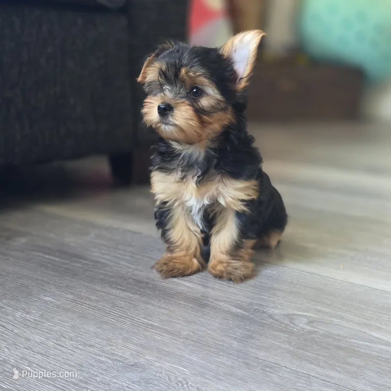 Leo – Yorkshire Terrier puppy for sale in Modesto, CA