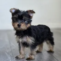 Lily , a female Yorkshire Terrier for sale in Modesto, CA – 6 of 7