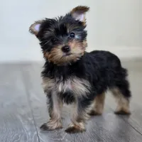 Lily , a female Yorkshire Terrier for sale in Modesto, CA – 5 of 7