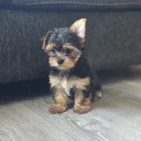 Leo, a male Yorkshire Terrier for sale in Modesto, CA – 8 of 9