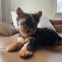 Rio, a male Yorkshire Terrier for sale in Modesto, CA – 3 of 7