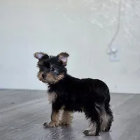 Lily , a female Yorkshire Terrier for sale in Modesto, CA – 7 of 7