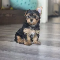 Leo, a male Yorkshire Terrier for sale in Modesto, CA – 9 of 9