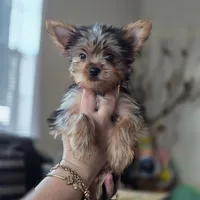 Katie , a female Yorkshire Terrier for sale in Modesto, CA – 1 of 1