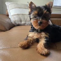 Rio, a male Yorkshire Terrier for sale in Modesto, CA – 4 of 7