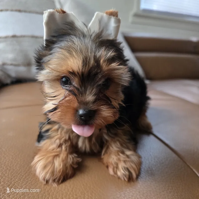 Leo – Yorkshire Terrier puppy for sale in Modesto, CA
