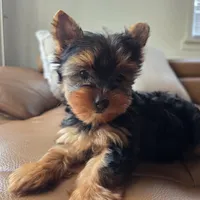Rio, a male Yorkshire Terrier for sale in Modesto, CA – 7 of 7