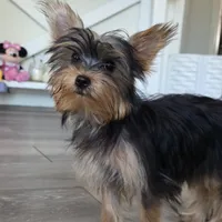 Lily , a female Yorkshire Terrier for sale in Modesto, CA – 2 of 5