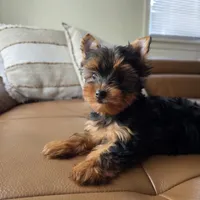 Rio, a male Yorkshire Terrier for sale in Modesto, CA – 5 of 7