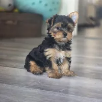 Leo, a male Yorkshire Terrier for sale in Modesto, CA – 3 of 9