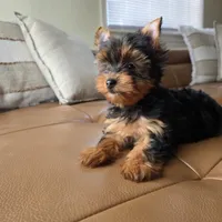 Rio, a male Yorkshire Terrier for sale in Modesto, CA – 6 of 7