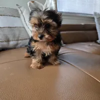 Leo, a male Yorkshire Terrier for sale in Modesto, CA – 5 of 5