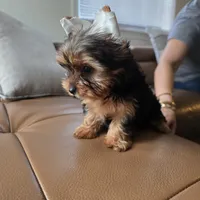 Leo, a male Yorkshire Terrier for sale in Modesto, CA – 3 of 5
