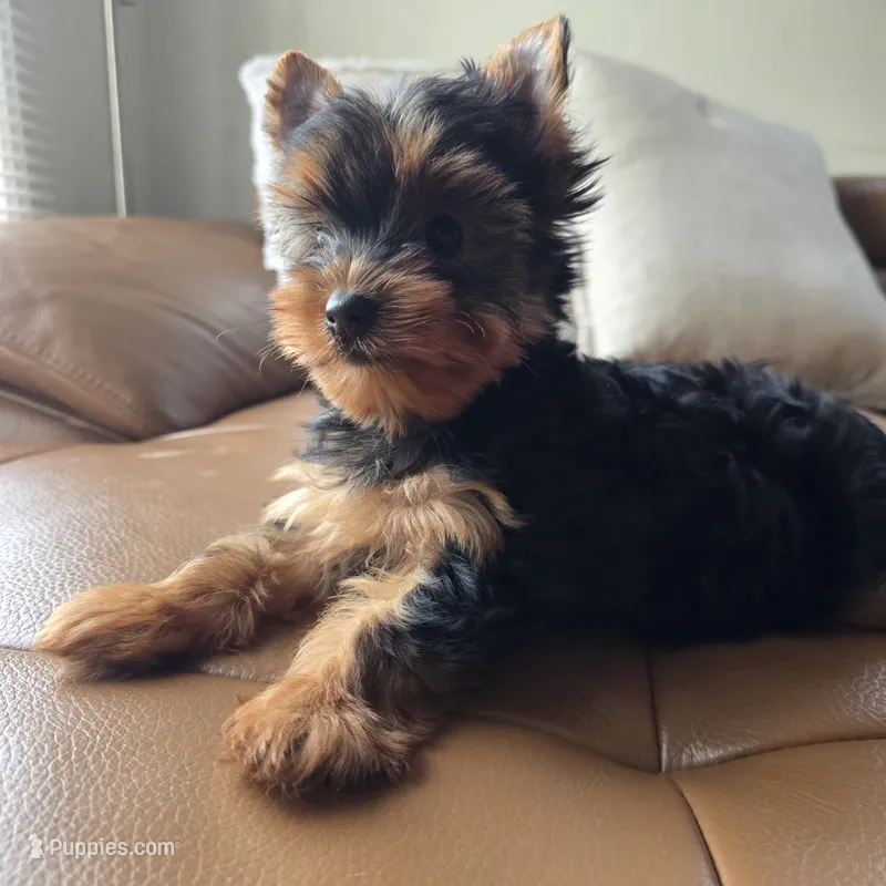 Rio – Yorkshire Terrier puppy for sale in Modesto, CA