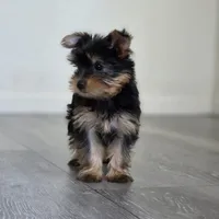 Lily , a female Yorkshire Terrier for sale in Modesto, CA – 3 of 7