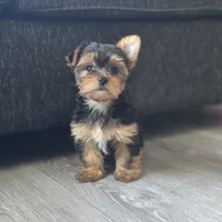Leo, a male Yorkshire Terrier for sale in Modesto, CA – 4 of 9