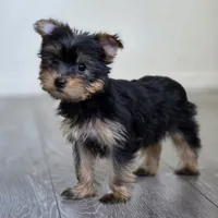 Lily , a female Yorkshire Terrier for sale in Modesto, CA – 1 of 7
