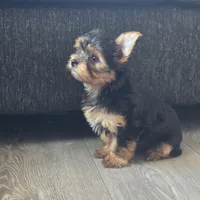 Leo, a male Yorkshire Terrier for sale in Modesto, CA – 5 of 9