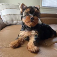 Rio, a male Yorkshire Terrier for sale in Modesto, CA – 2 of 7
