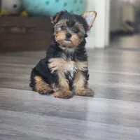 Leo, a male Yorkshire Terrier for sale in Modesto, CA – 2 of 9