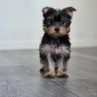 Lily , a female Yorkshire Terrier for sale in Modesto, CA – 2 of 7
