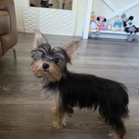 Lily , a female Yorkshire Terrier for sale in Modesto, CA – 4 of 5
