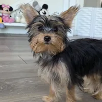 Lily , a female Yorkshire Terrier for sale in Modesto, CA – 3 of 5