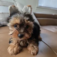 Leo, a male Yorkshire Terrier for sale in Modesto, CA – 2 of 5