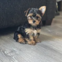 Leo, a male Yorkshire Terrier for sale in Modesto, CA – 7 of 9