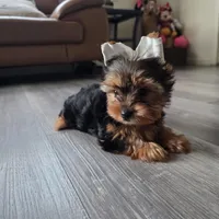 Leo, a male Yorkshire Terrier for sale in Modesto, CA – 4 of 5