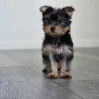 Lily , a female Yorkshire Terrier for sale in Modesto, CA – 4 of 7