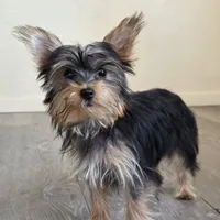 Lily , a female Yorkshire Terrier for sale in Modesto, CA – 5 of 5