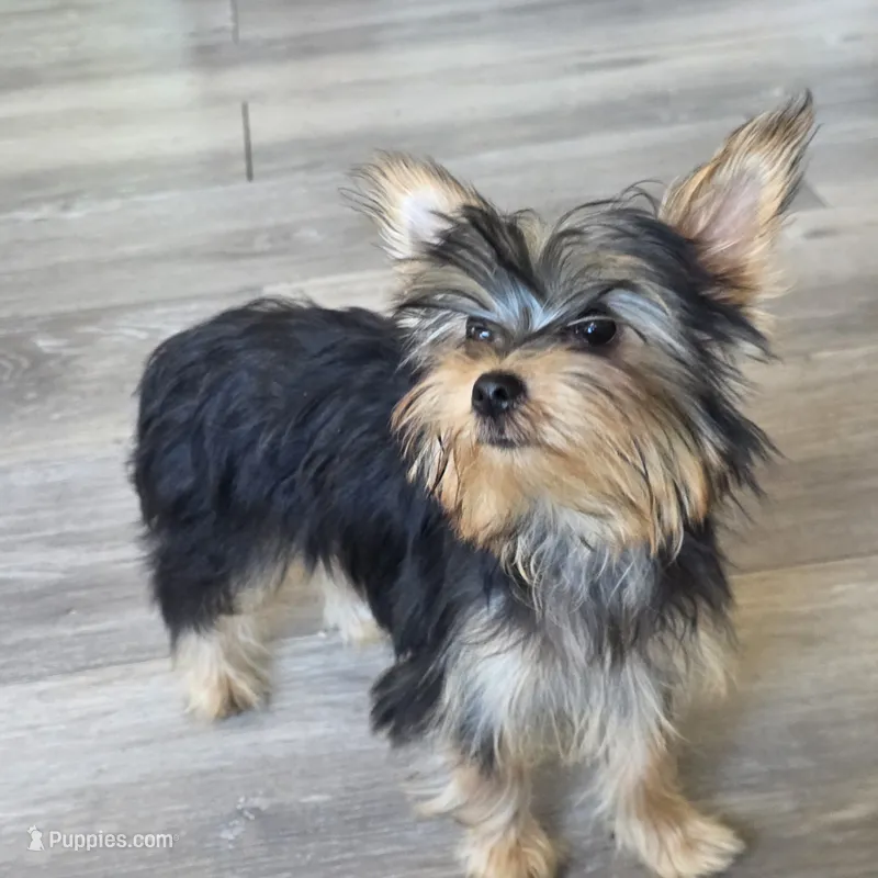 Lily  – Yorkshire Terrier puppy for sale in Modesto, CA