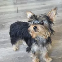 Lily , a female Yorkshire Terrier for sale in Modesto, CA – 1 of 5