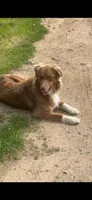 Penny, a female Australian Shepherd for sale in Norco, CA – Photo 3 of 5