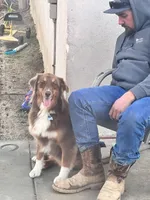 Penny, a female Australian Shepherd for sale in Norco, CA – Photo 4 of 5