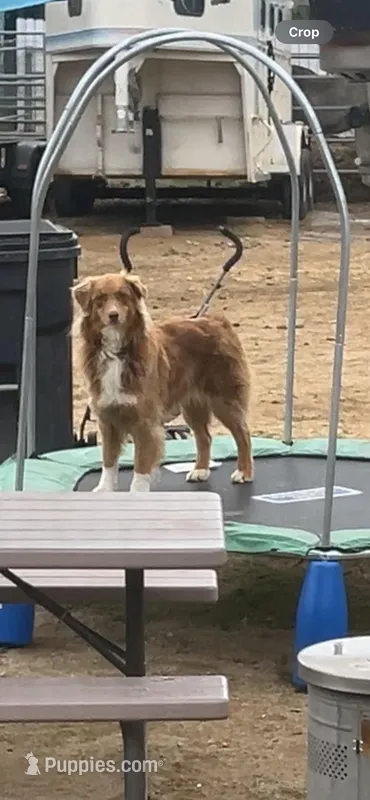 Penny – Australian Shepherd puppy for sale in Norco, CA