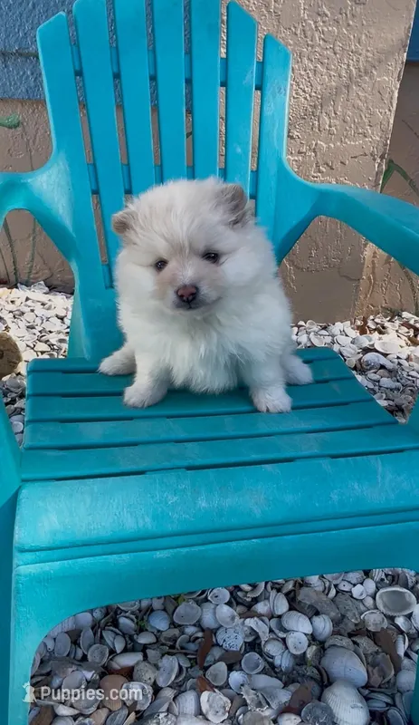 Bindi – Pomeranian puppy for sale in Ocala, FL