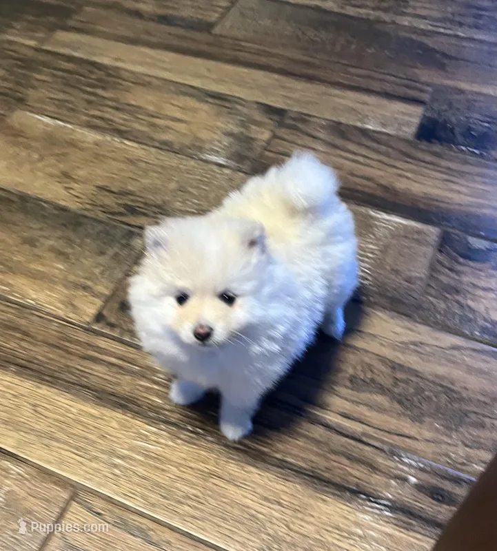 Bindi – Pomeranian puppy for sale in Ocala, FL