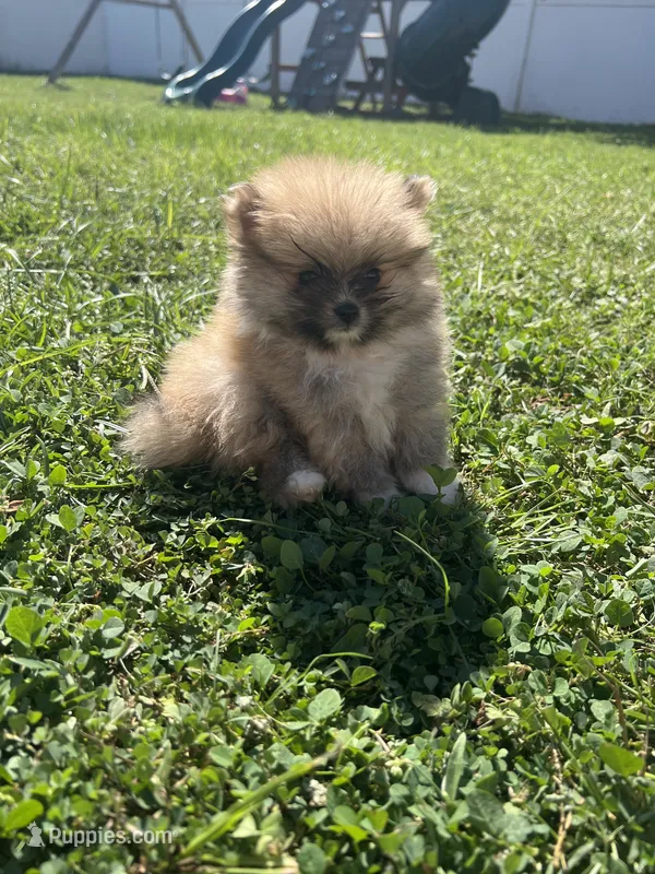 Biscuit – Pomeranian puppy for sale in Ocala, FL