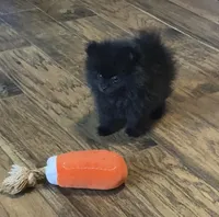 Autumn, a female Pomeranian for sale in Ocala, FL – Photo 2 of 7