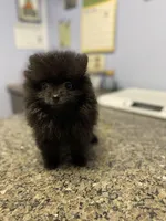 Autumn, a female Pomeranian for sale in Ocala, FL – Photo 5 of 7