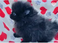 Autumn, a female Pomeranian for sale in Ocala, FL – Photo 3 of 7