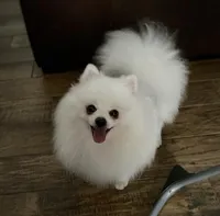 Autumn, a female Pomeranian for sale in Ocala, FL – Photo 6 of 7