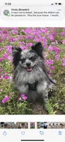 Autumn, a female Pomeranian for sale in Ocala, FL – Photo 7 of 7