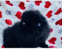 Autumn, a female Pomeranian for sale in Ocala, FL – Photo 4 of 7